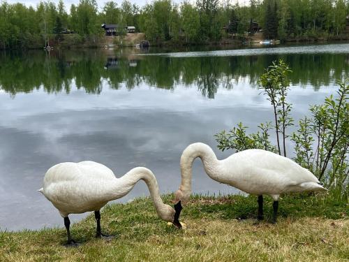 two white swans standing next to a lake at Serene Four Bedroom Lakefront Home in Wasilla
