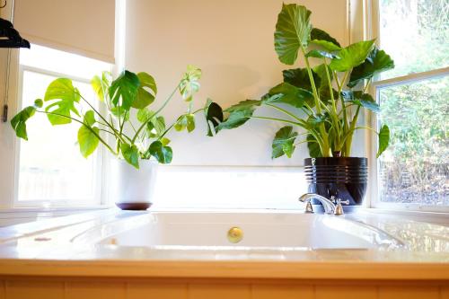 a kitchen sink with two plants in a window at Imperial Hotel + Restaurant in Amador City