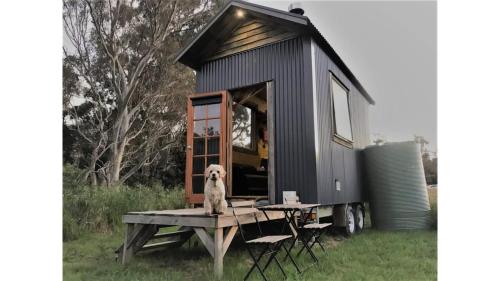 a dog sitting on a table in front of a tiny house at Little Blue Wren by Tiny Away in Yea