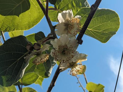 Un jardín fuera de Törggelehof Algund