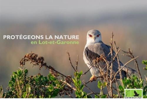 a bird sitting on top of a tree at Gîte de vincés Lot-et-Garonne situé entre Bordeaux et Toulouse maison rurale, Maison en campagne in Tombeboeuf