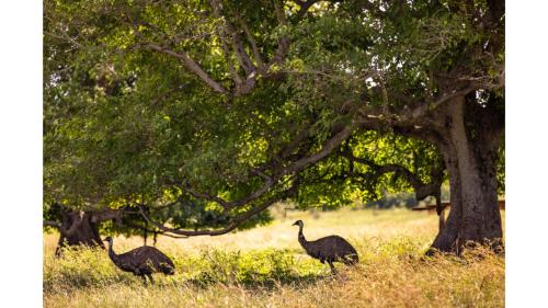two ostriches walking in a field under a tree at Echidna by Tiny Away in Thoopara