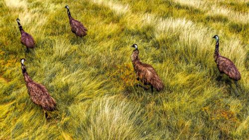 a group of birds standing in a field of grass at Echidna by Tiny Away in Thoopara