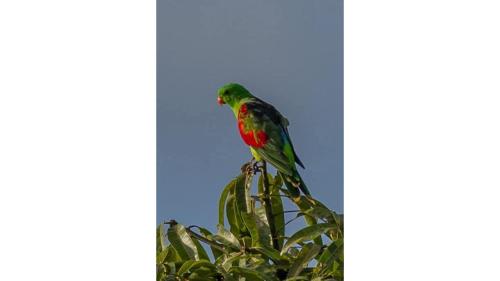 a bird sitting on top of a plant at Echidna by Tiny Away in Thoopara