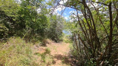 a dirt trail in the middle of a forest at Robin Cottage Da Gama Lake in White River