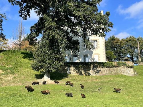 Jardin de l'établissement Pontrieux - Moutons Ouessant - Riviere Trieux