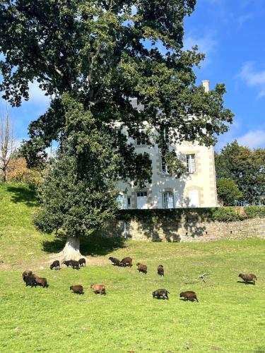 Jardin de l'établissement Pontrieux - Moutons Ouessant - Riviere Trieux