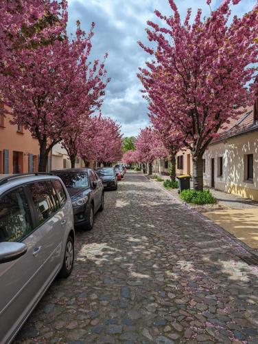a cobblestone street with trees with pink flowers at Lendelhaus & Historische Saftfabrik Werder in Werder