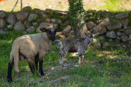 two sheep standing in the grass in a field at Magnolias Cottage in Lousã