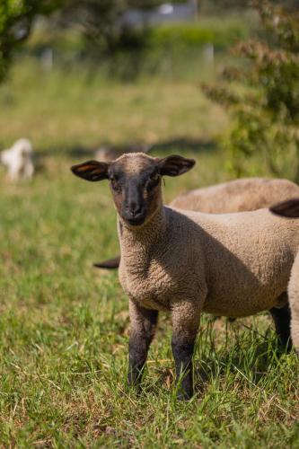 a lamb standing in a field of grass at Magnolias Cottage in Lousã