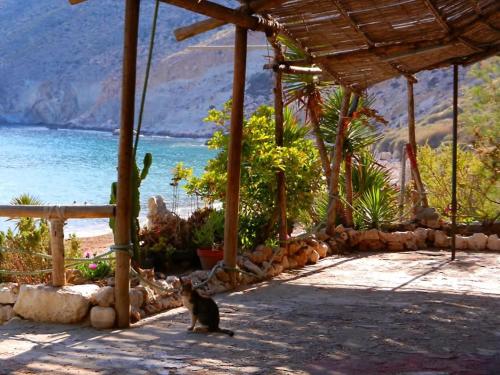 a cat sitting under a pavilion near the ocean at La Casa de las Golondrinas in Las Hortichuelas Bajas