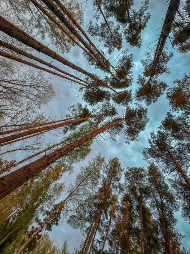a view of the tops of trees in the sky at Villa Männituka in Kirikuküla