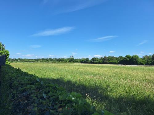 a field of grass with a blue sky in the background at Het Uitzicht in Malden