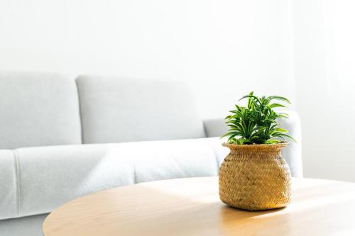 une plante en pot assise sur une table devant un canapé dans l'établissement Le Châlons Cosy T2 calme, à Châlons-en-Champagne