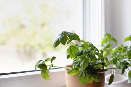 a plant in a pot sitting on a window sill at Unser Ferienhaus Sonnenhof Reudnitz in Friedland