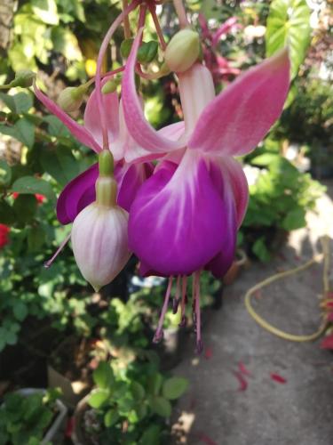 a bunch of pink flowers hanging from a plant at RD villa Rongo, Jaldhaka in Kalimpong
