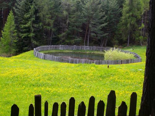 a fence in a field with yellow flowers at Schartnerhof in Collalbo