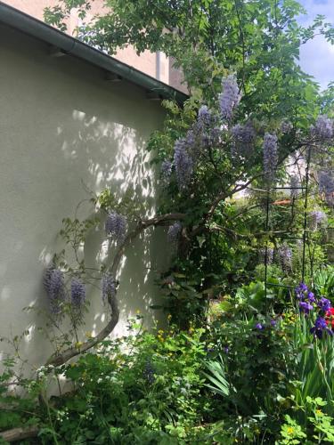 - un jardin orné de fleurs violettes sur un mur dans l'établissement Noctuelle, à Bourges