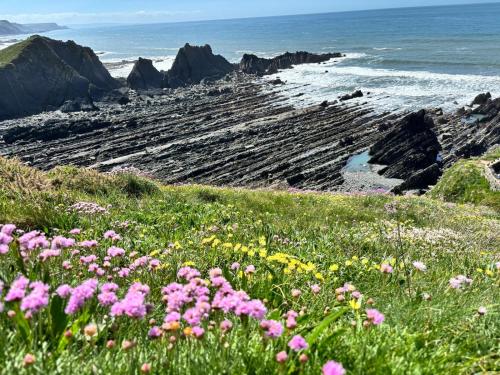 a field of flowers on a cliff near the ocean at stayinhartland Quincecote shepherds hut in Hartland