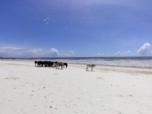 a herd of cows walking on the beach at The Coco Paradise in Jambiani