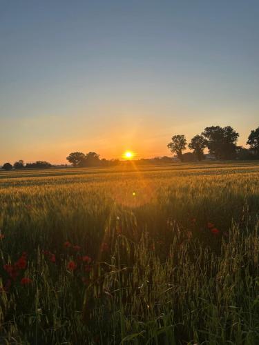 a field of grass with the sunset in the background at La Dolce Vita in Castelfidardo