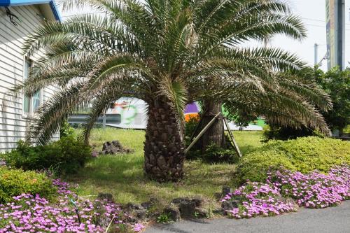 a palm tree in a garden with flowers at Jeju Feel House in Jeju