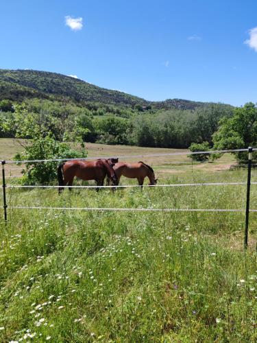 Animales en la casa o chalet o alrededores