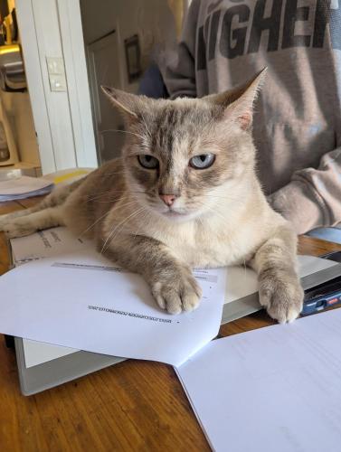 Photo de la galerie de l'établissement Villa Voltaire, à Biarritz