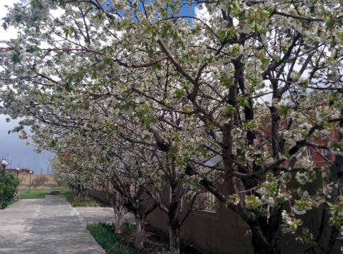 Un jardín fuera de Erazank Hotel