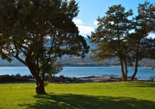 two trees in a field next to a body of water at Rainbow House - Fronte Spiaggia in Porto Rotondo