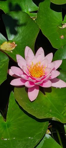 un nénuphar rose dans un étang à feuilles vertes dans l'établissement lumineux T3 proche Rotonde, à Boulogne-Billancourt