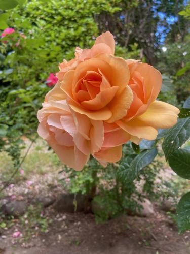 une rose couleur pêches se développe dans un jardin dans l'établissement lumineux T3 proche Rotonde, à Boulogne-Billancourt