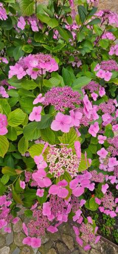 une bande de fleurs roses et de feuilles vertes dans l'établissement lumineux T3 proche Rotonde, à Boulogne-Billancourt