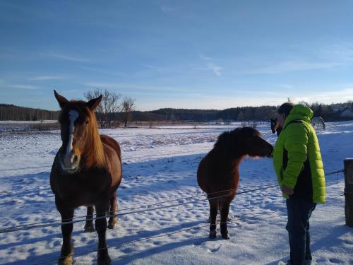 two horses standing next to a person in the snow at Ptasi Zakątek in Tomaryny