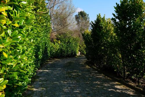a path through a hedge with trees on either side at Escusa in Baião