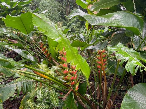 a banana tree with red flowers in a forest at SEAHORSE POINT HOTEL and NATURE RESERVE in Bocas del Toro