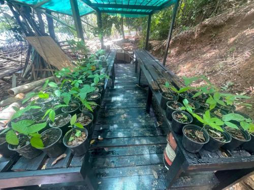 a row of potted plants on a wooden table at SEAHORSE POINT HOTEL and NATURE RESERVE in Bocas del Toro