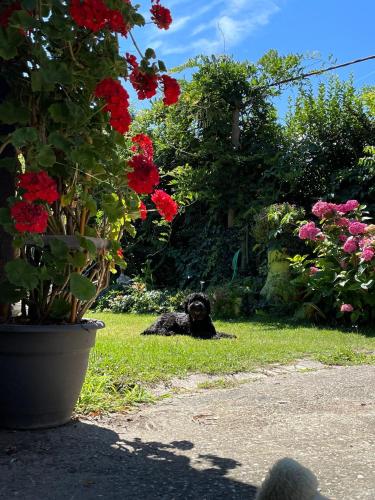 a dog laying in the grass next to some flowers at Apartment Hiža 38 in Mala Subotica