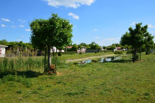 a tree in a field next to a road at Chalet de Zeeuwse Zon in Baarland