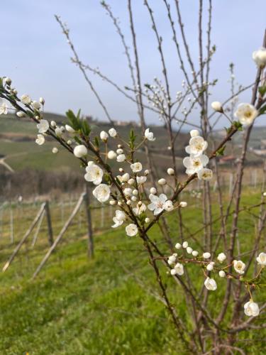 a tree with white flowers in a field at Le Cornici - Cascina di Charme in Diano dʼAlba