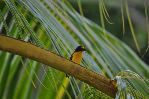 Animaux dans le lodge ou à proximité