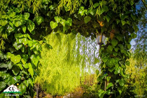 a wall covered in green ivy with a street light at Carü Leufu in Valle Grande