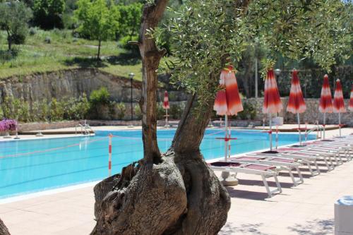 un árbol frente a una piscina con sombrillas y sillas en Hotel Delle More en Vieste
