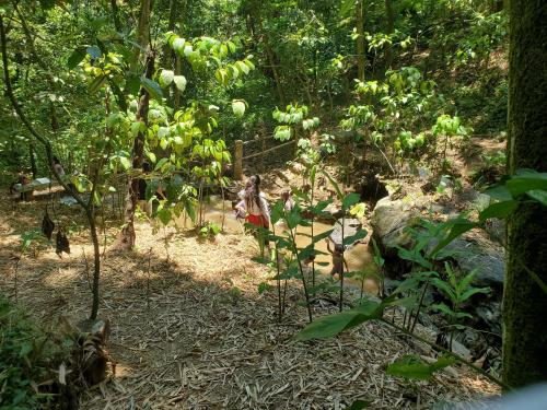 a garden with fruit trees and a fence at Campamento equipado de bosque in Cuetzalán del Progreso