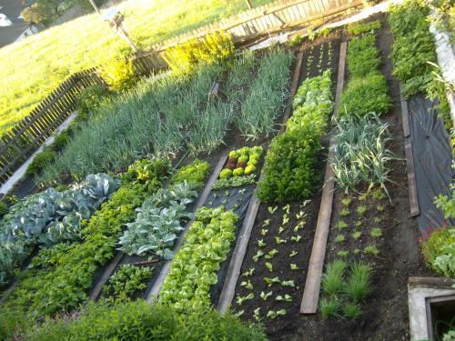 a garden with many different types of plants at Schartnerhof in Collalbo