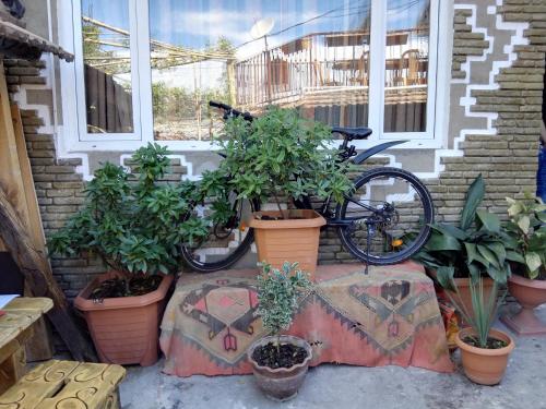 a bike parked next to a window with potted plants at Lea Guest House in Tbilisi City