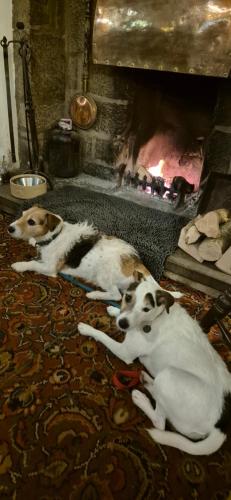 two dogs laying on the floor in front of a fireplace at The Talbot Hotel in Ledbury