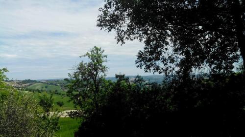 a view of a field with trees in the foreground at Oak Tree in Montefelcino