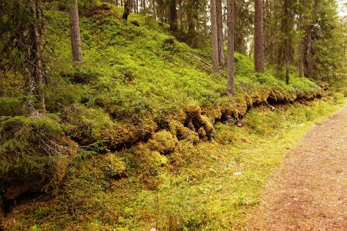 a moss covered hill in a forest with a dirt road at 16 - Fulufjellets nasjonalparker - snø - alpint - langrenn - snøscooter in Ljørdal