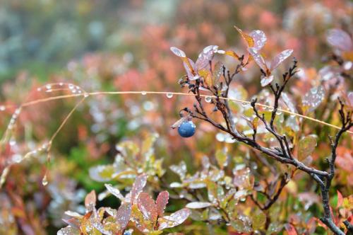 a branch of a plant with a blueberry on it at 16 - Fulufjellets nasjonalparker - snø - alpint - langrenn - snøscooter in Ljørdal